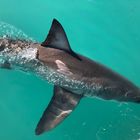 Great White Shark - White Shark Projects - Xplorio™ Gansbaai Great White Shark - White Shark Projects - Xplorio™ Gansbaai