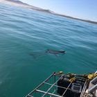 Great White Shark - White Shark Projects - Xplorio™ Gansbaai