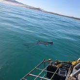 Great White Shark - White Shark Projects - Xplorio™ Gansbaai