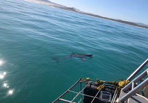 Shark Cage Diving in Gansbaai