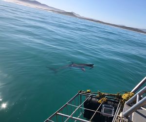 Shark Cage Diving in Gansbaai