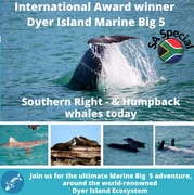 Next Dyer Island Marine Big 5 Tour: 22 July 2022