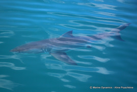 Daily Blog: 20 July 2022 | Shark Cage Diving in South Africa