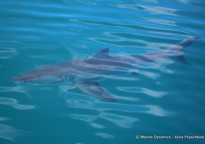 Daily Blog: 20 July 2022 | Shark Cage Diving in South Africa