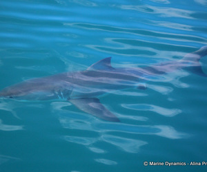 Daily Blog: 20 July 2022 | Shark Cage Diving in South Africa