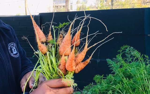 Carrots - RAW - Xplorio™ Greyton