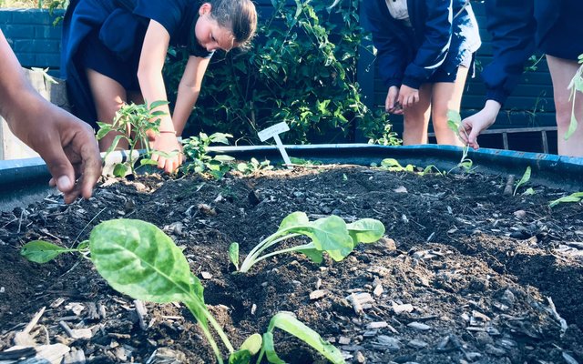 Planting Veggies - RAW - Xplorio™ Greyton