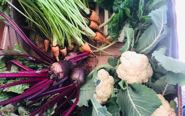 Veggie Box - RAW - Xplorio™ Greyton