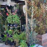 Plants & Trees - PLAASlik - Xplorio™ Gansbaai 