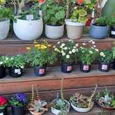 Pot Plants - PLAASlik - Xplorio™ Gansbaai 