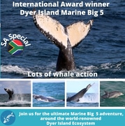  Next Dyer Island Marine Big 5 Tour: 26 July 2022