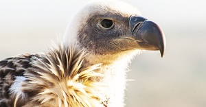 De Hoop Collection Activities