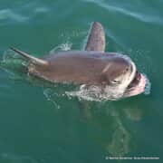 Next Marine Dynamics Shark Cage Diving Trip: 27 July 2022