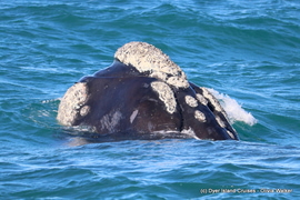 Next Dyer Island Marine Big 5 Tour: 27 July 2022