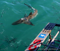 Daily Blog: 25 July 2022 | Shark Cage Diving in South Africa