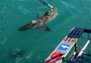 Daily Blog: 25 July 2022 | Shark Cage Diving in South Africa