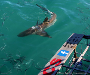 Daily Blog: 25 July 2022 | Shark Cage Diving in South Africa