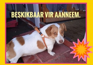 Up for Adoption: Rocco (3-year-old sterilised female dog)