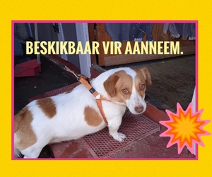 Up for Adoption: Rocco (3-year-old sterilised female dog)