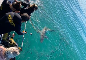 27 July 2022: Shark Cage Diving Trip