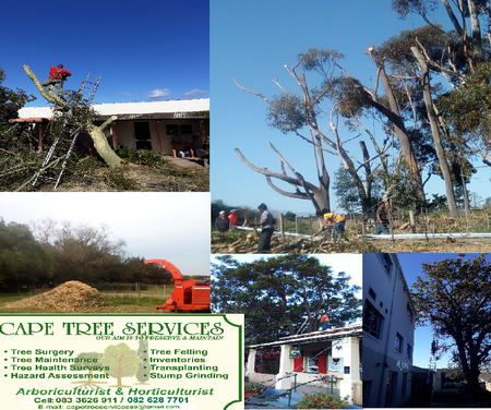 Collage_Tree_1659090327