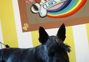 Before and After: Pet Grooming