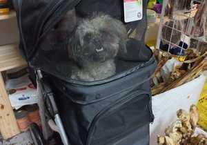 NEW: Pet Stroller
