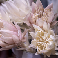 Flowers - Fynbos Shoppe and Coffee Shoppe - Xplorio™ Gansbaai