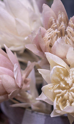 gansbaai_restaurants_fynbos_coffee_shoppe_flowers_1659510473