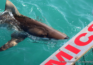 Daily Blog: 02 August 2022 | Shark Cage Diving in South Africa