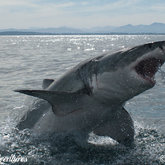A Great White Breach