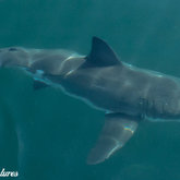 Graceful Great White