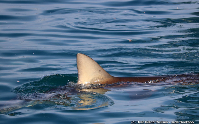 Bronze Whaler shark Bronze Whaler shark