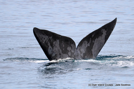 Dyer Island Marine Big 5 Tour: 09 August 2022