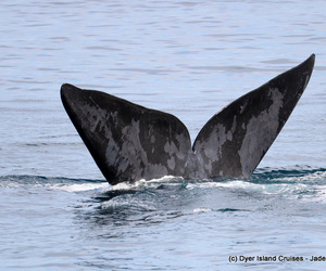 Dyer Island Marine Big 5 Tour: 09 August 2022