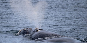 Southern Right Whale 
