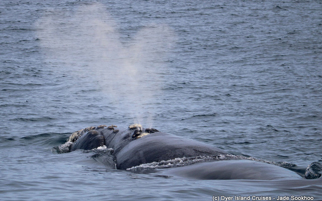 Southern Right Whale Southern Right Whale