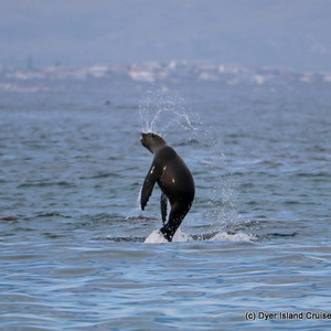 Cape fur seal 
