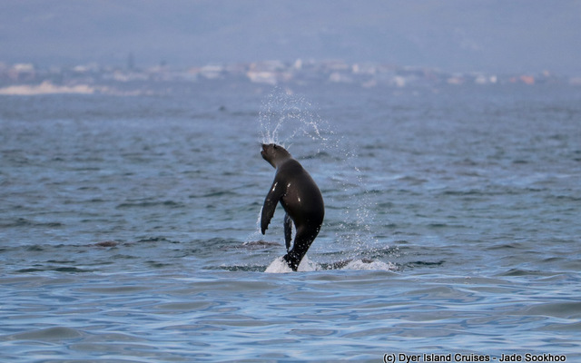 Cape fur seal Cape fur seal