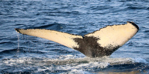 Humpback Whale