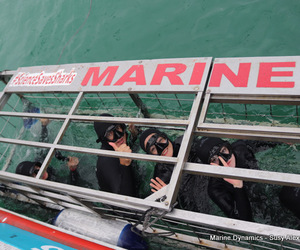 Daily Blog: 10 August 2022 | Shark Cage Diving in South Africa