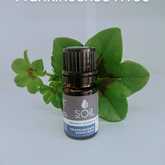 SOil Frankincense Essential Oil - Mirre & Kaneel Essensiële Olies / Essential Oils - Xplorio™ Kleinmond