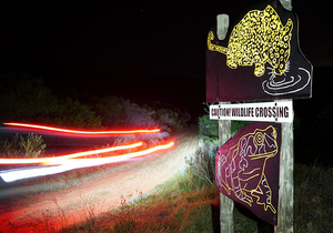Raising Awareness About Wildlife On The Overberg’s Roads