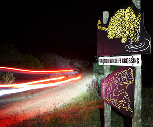 Raising Awareness About Wildlife On The Overberg’s Roads