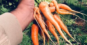 Harvesting Soup Ingredients
