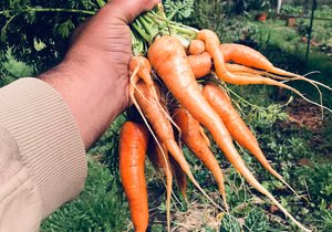 Harvesting Soup Ingredients