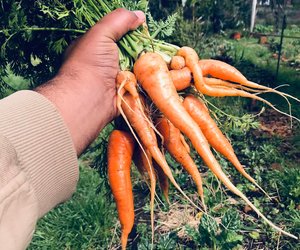 Harvesting Soup Ingredients