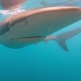 Bronze Whaler Sharks