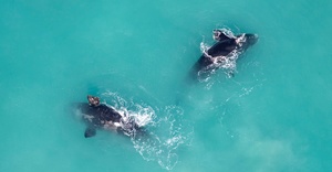 Jean Tresfon: First Aerial Southern Right Whale Survey for 2022