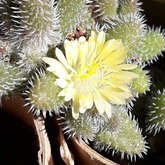 Cactus - Kimi's Nursery - Xplorio™ Villiersdorp